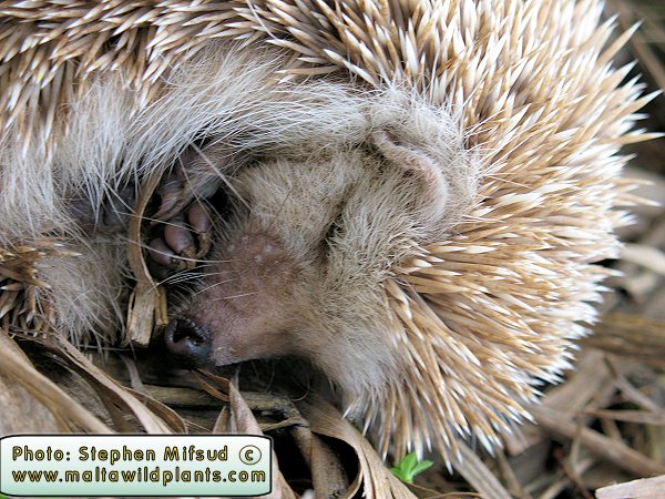 VagrantHedgehog2.JPG