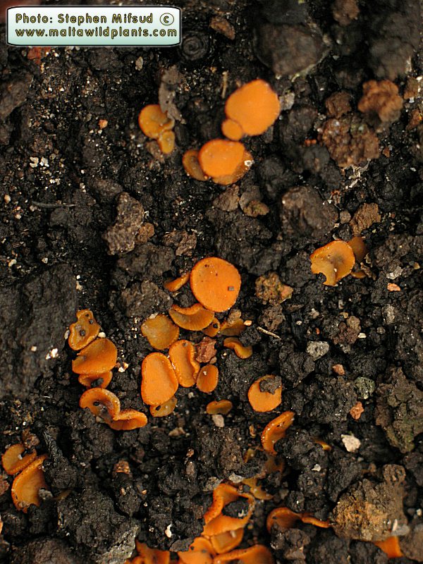 CharcoalFungi2.JPG