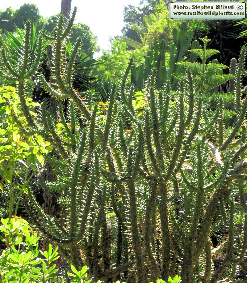 Cactaceae.JPG