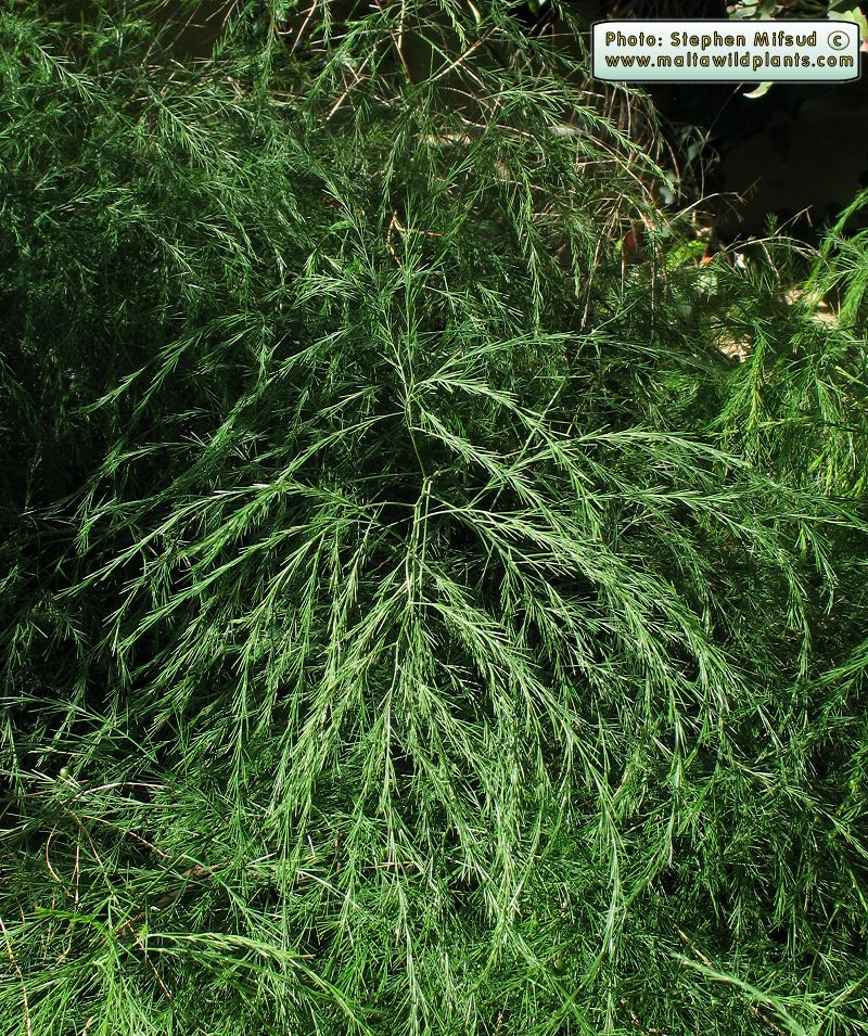 Asparagus_b.JPG