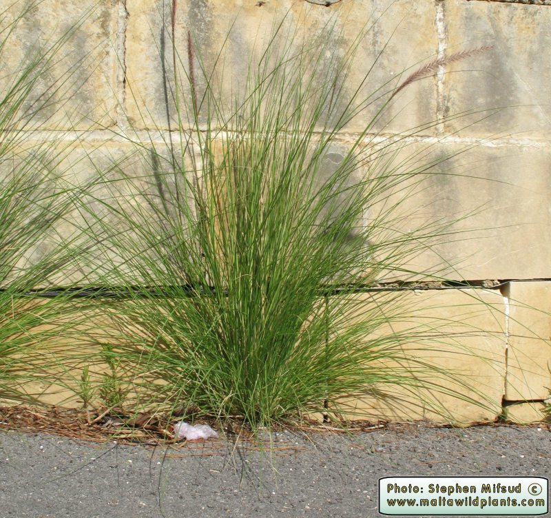 Pennisetum_set1.jpg