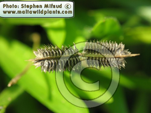 Dactyloctaenium aegyptium, first record from Maltese islands by Stephen Mifsud