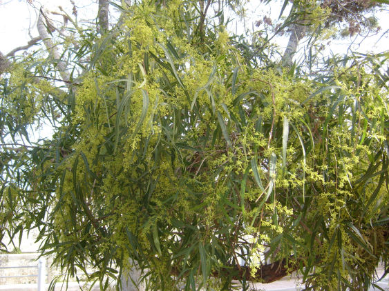 mdina plant maybe eucy resized.jpg