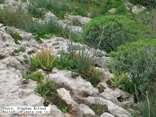 Aloe Vera, Limits of ta' Ta' Cenc