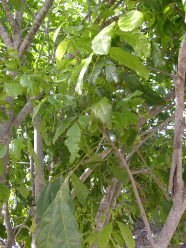 S6300973 R.jpg