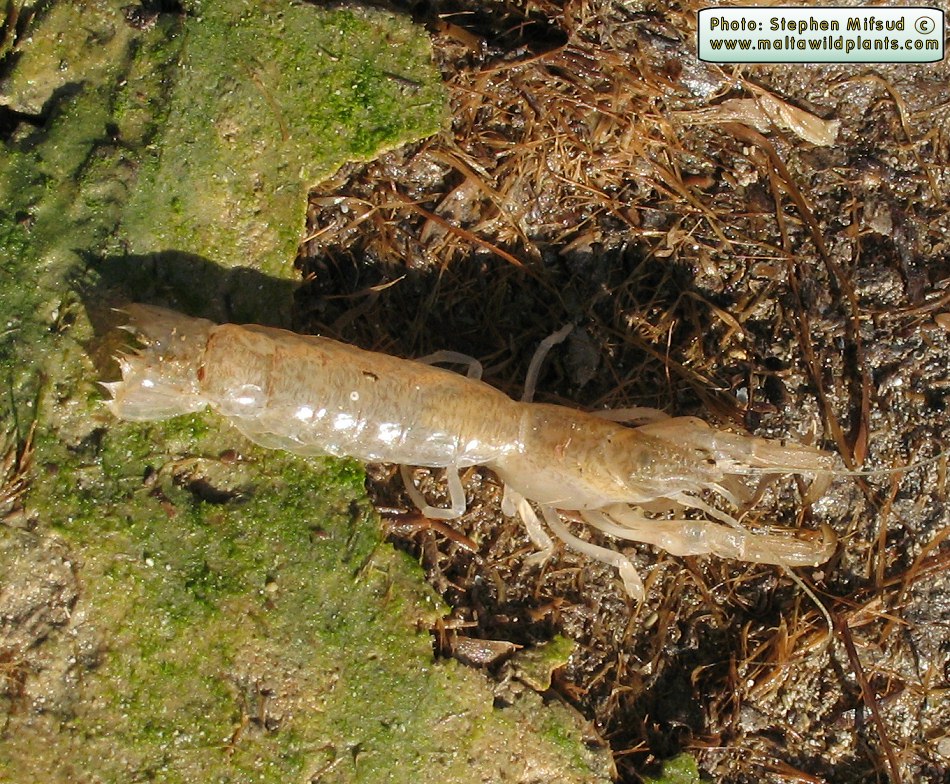 Shrimp1.jpg