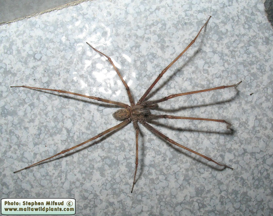 LongLegsSpider_a.JPG