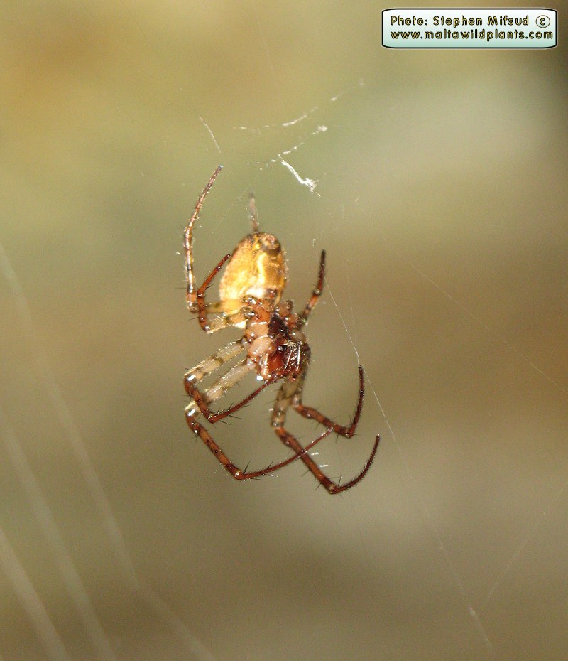 Hanging spider inthe cave