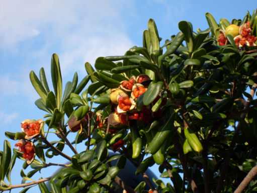 Is this Pittosporum tobira r.JPG