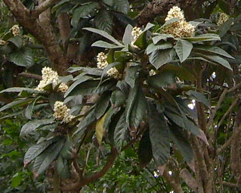 Is this Eriobotrya japonica r.jpg