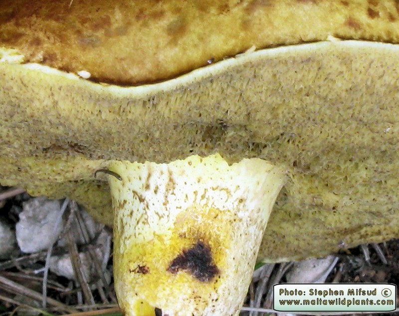 YellowMushroom_pore2.JPG