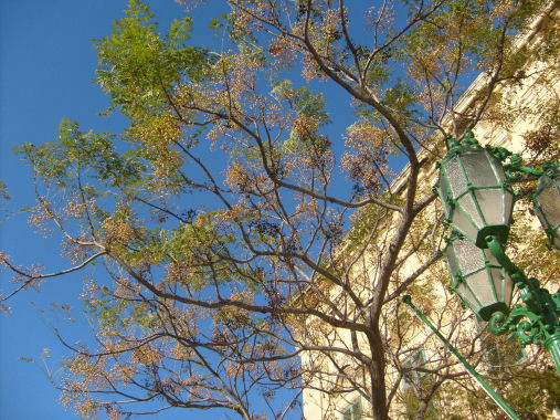 Pistacia  Valletta r.jpg