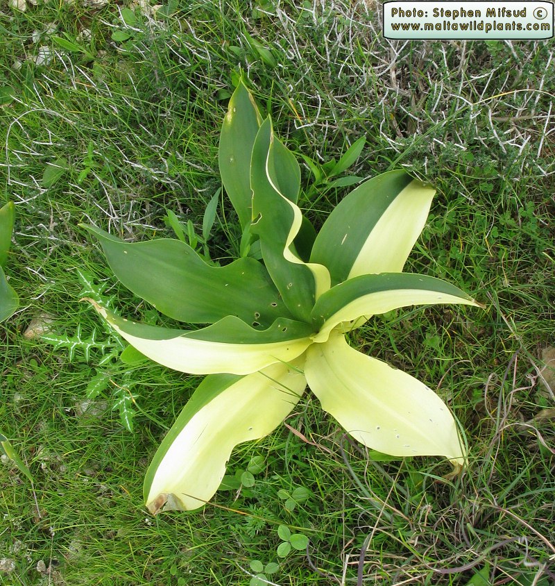 Urginea maritima