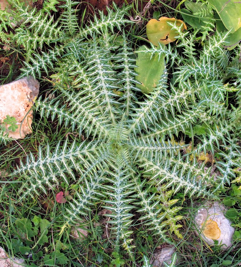 Fireworks from Nature
