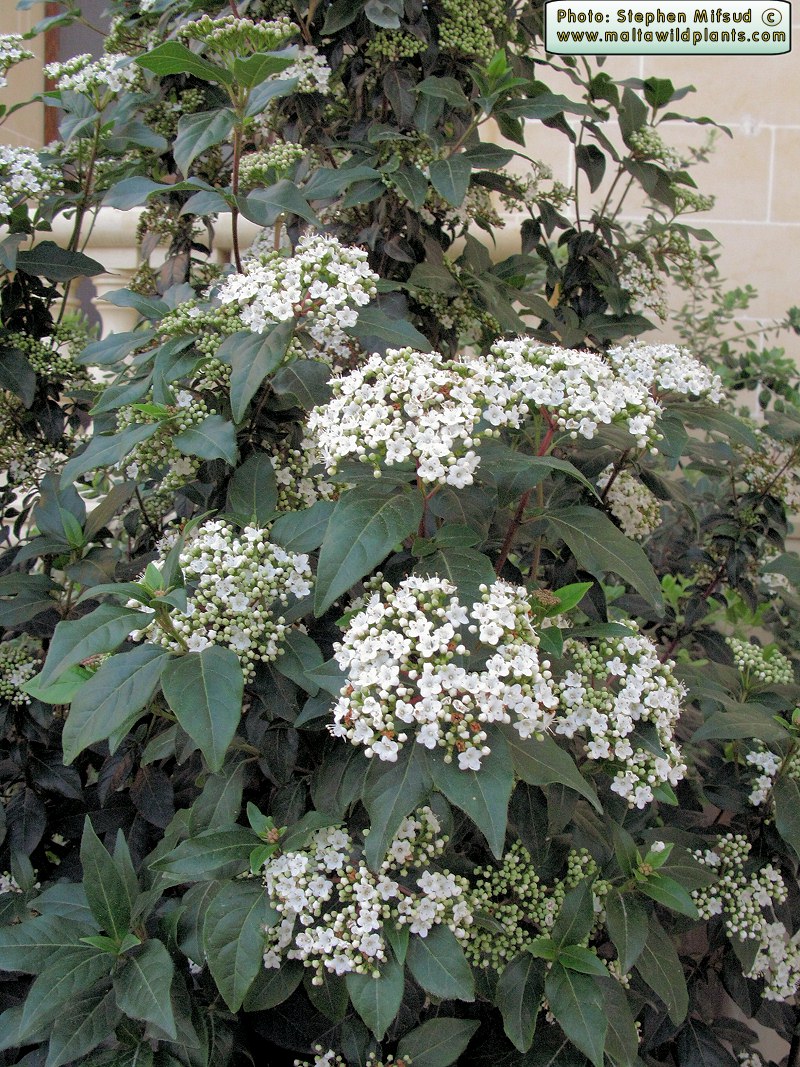 Ornamental_Tree2.jpg