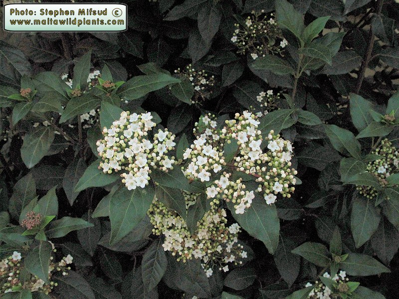 Ornamental_Tree1.jpg