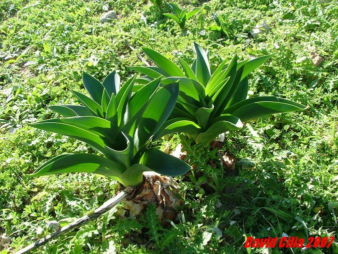 Urginea pancration competing with Galactites tomentosa and being an obvious WINNAR :D