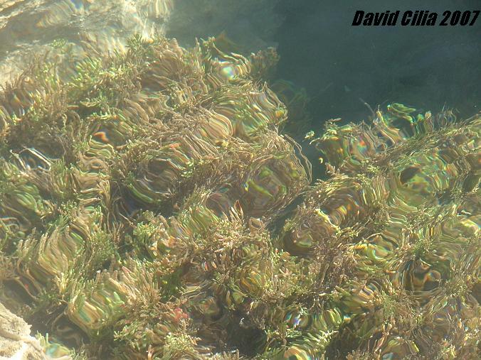 Inula chrithmoides showing its halophyte adaptations... totally submerged in a rock pool of salt water!
