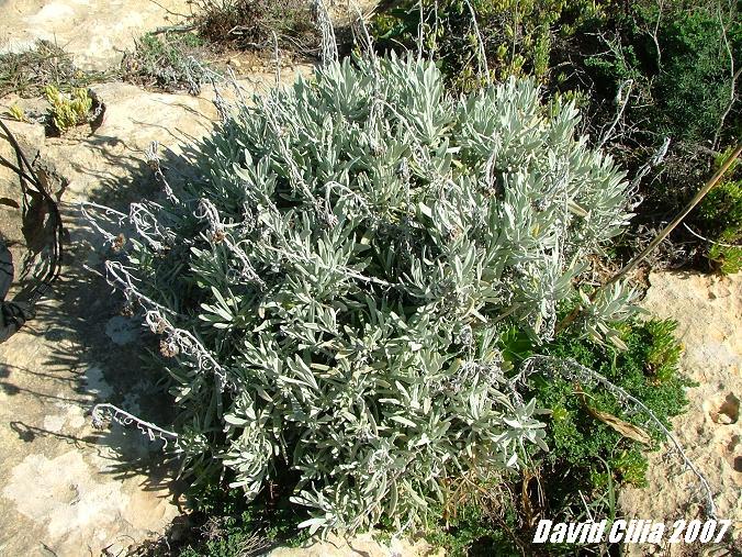 Helichrysum... unfortunately I took these photographs just as the flowering season for this lovely plant had just passed. Arguably the only rare plant in this set I am posting!