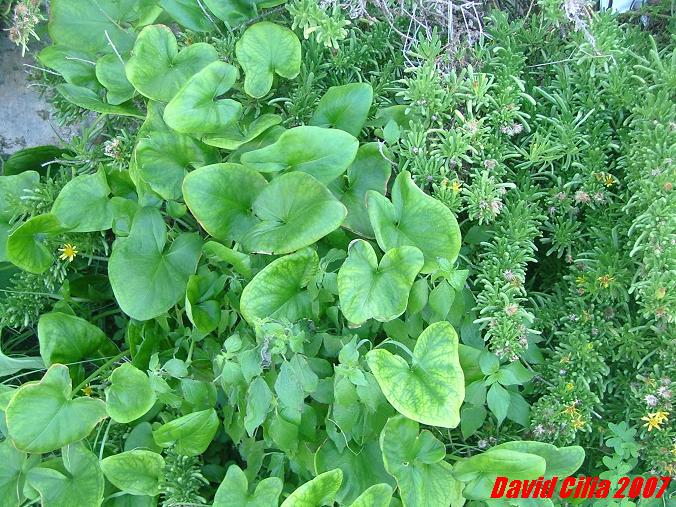Arisarum vulgare and Inula chrithmoides in a shaded area beneath some sort of a cliff