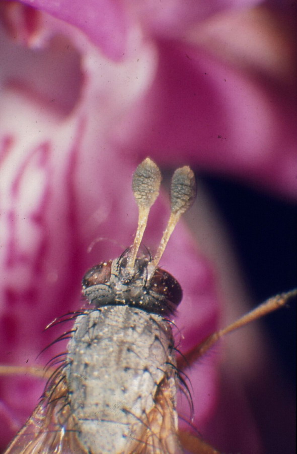 orchid pollinarium.jpg