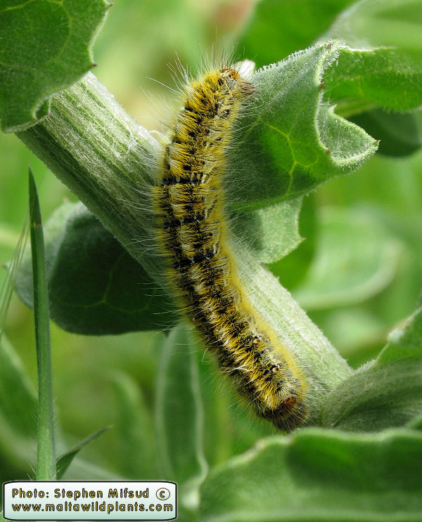 Caterpillar_mustard.JPG