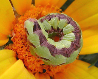 Image1.jpg