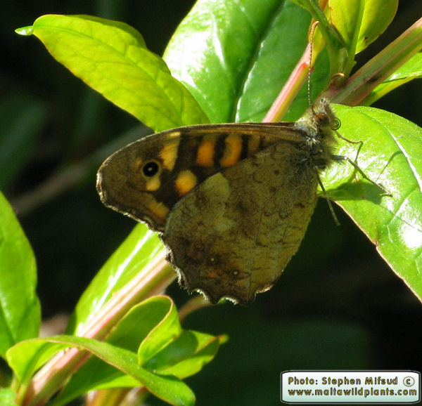 Butterfly19.JPG