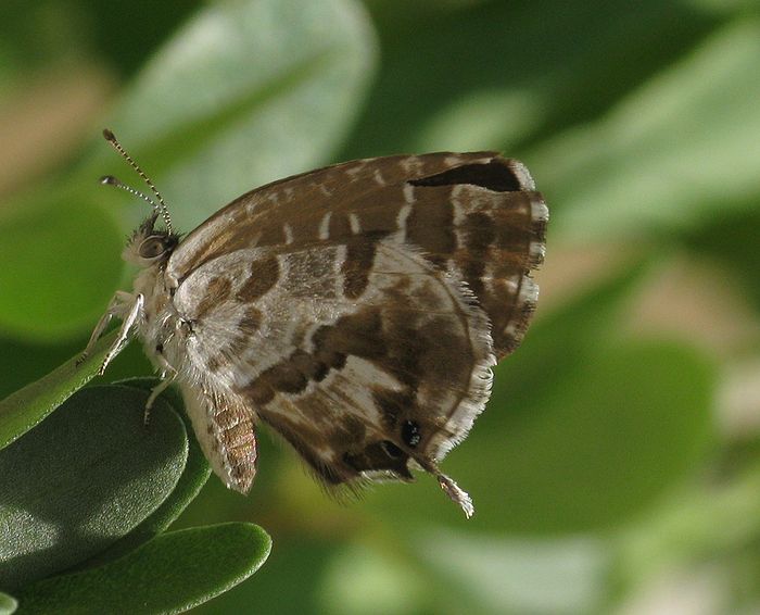 Photo of Geranium Bronze (Stephen Mifsud, Malta - Aug 2008)