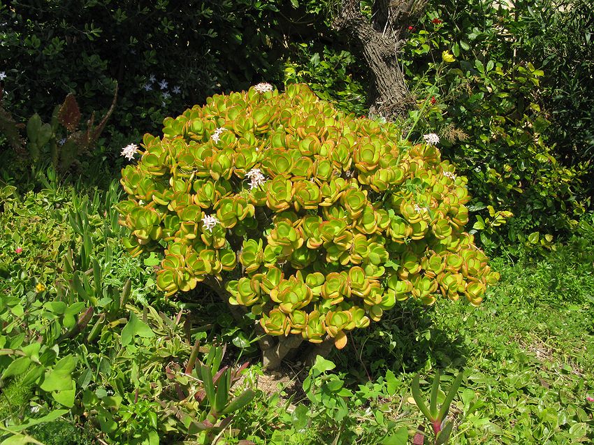 Ornamental1_ID.jpg