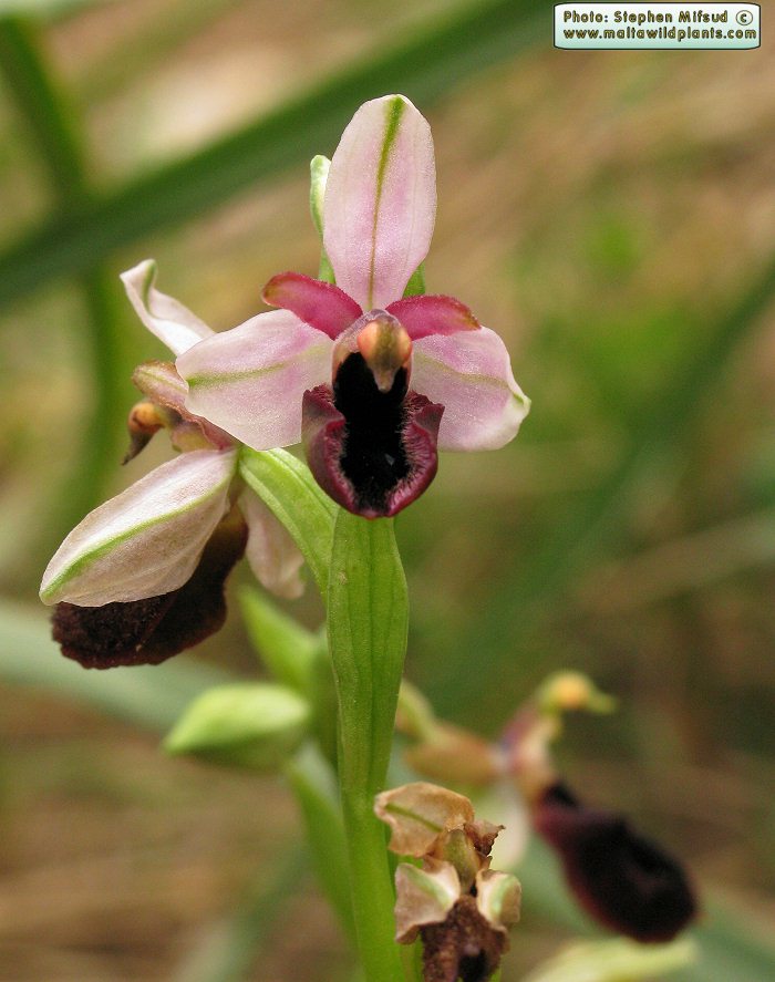 Ophrys_melitensis_2831.JPG
