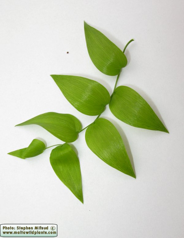 Ornamental_Unknown2.JPG