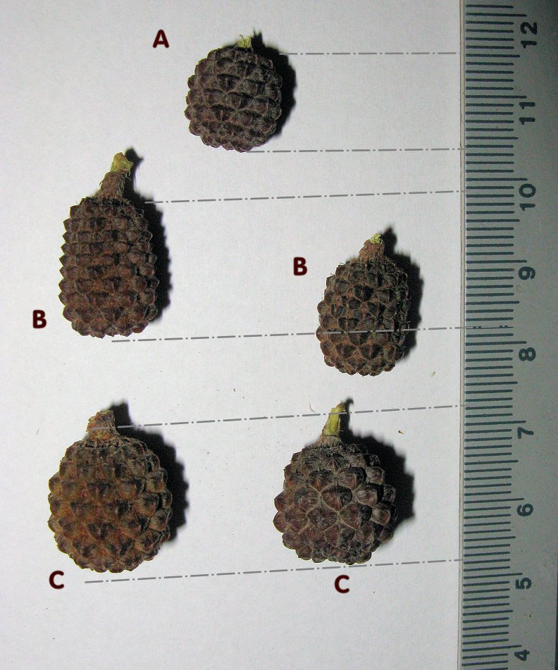 Casuarina.JPG