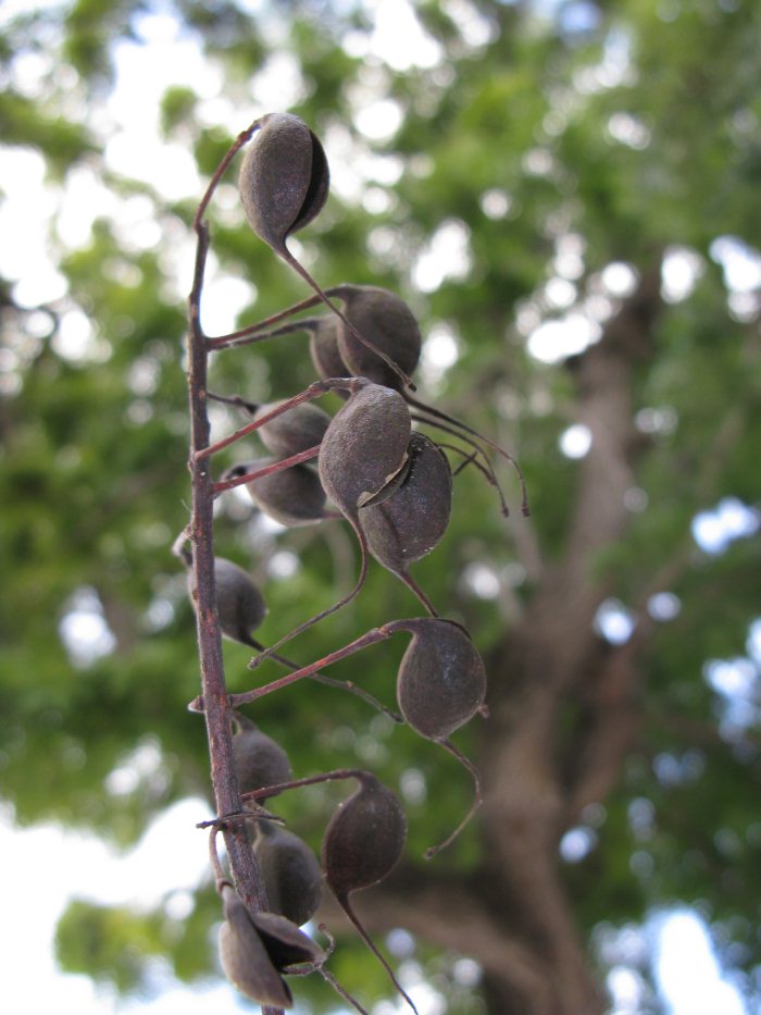 Ornamental3c.JPG