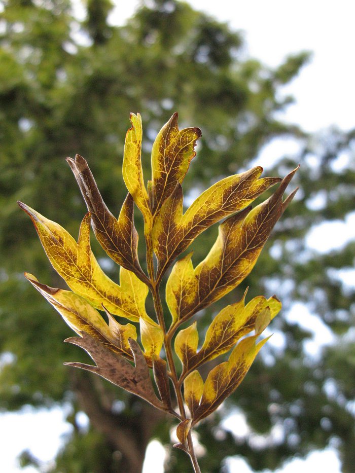 Ornamental3b.JPG