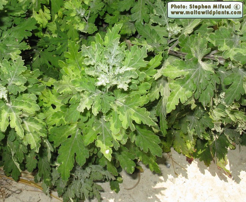 Artemisia (2).JPG