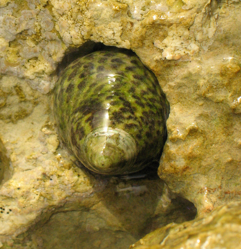 A common Sea Mollusc in rock crevices