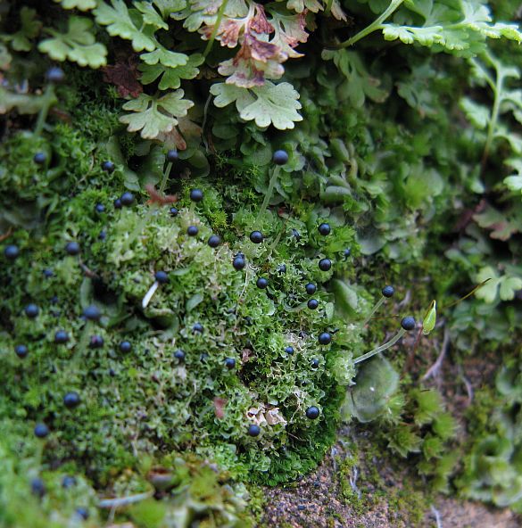 More mosses