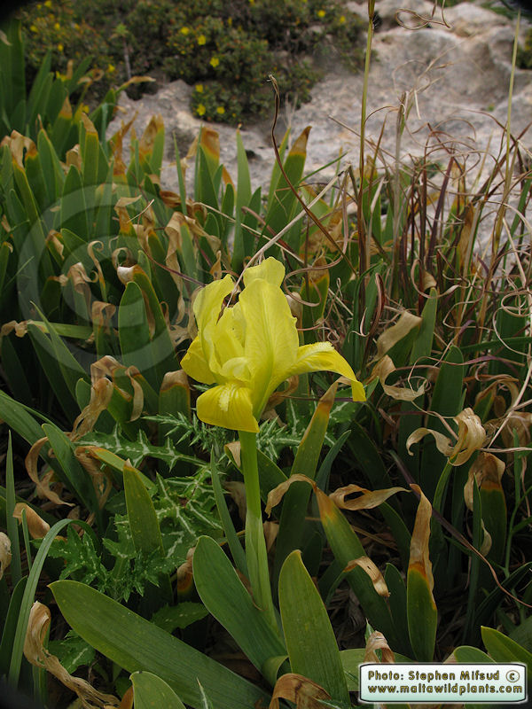 Pure yellow flower form of Iris pseudopumila from Maltese Islands.