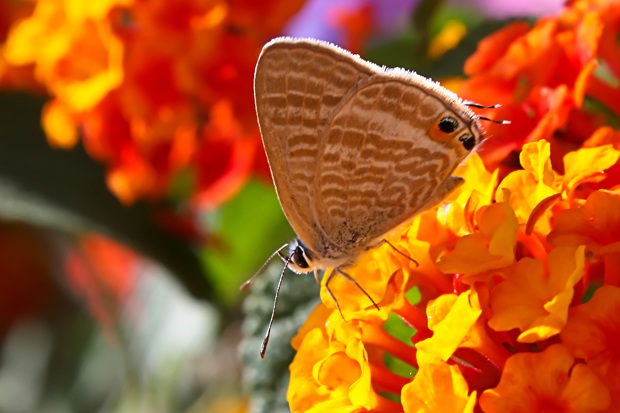 m_Ivy butterfly 1a.jpg