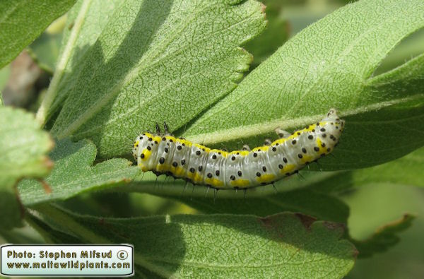 Caterpillar Specimen C