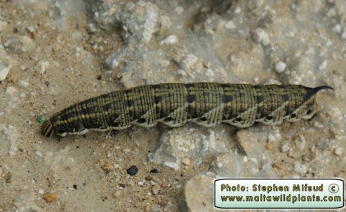 Caterpillar-SpecimenA.JPG