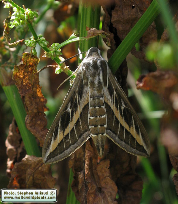 Hyles sp.  (Gozo)