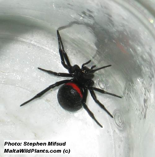 FalseBlackWidow_c.jpg