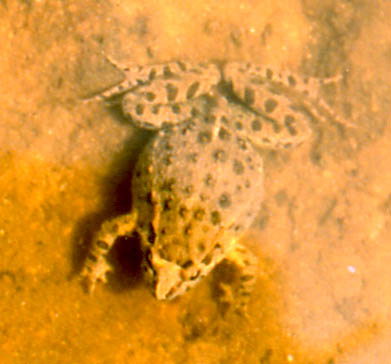 Painted Frog 21.jpg