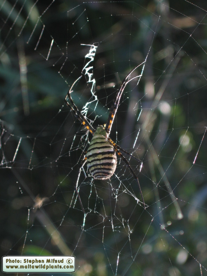 Argiope trifasciata at Mistra - Top-side view; unfor slightly obscured by its shadow