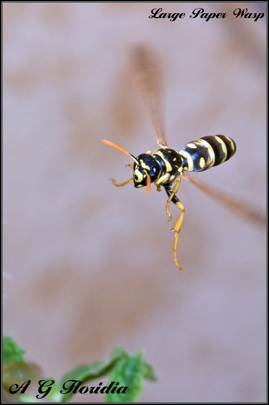 m_IMG_3275_filtered 6x4.jpg