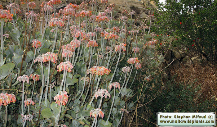 Ornamental_26b.jpg