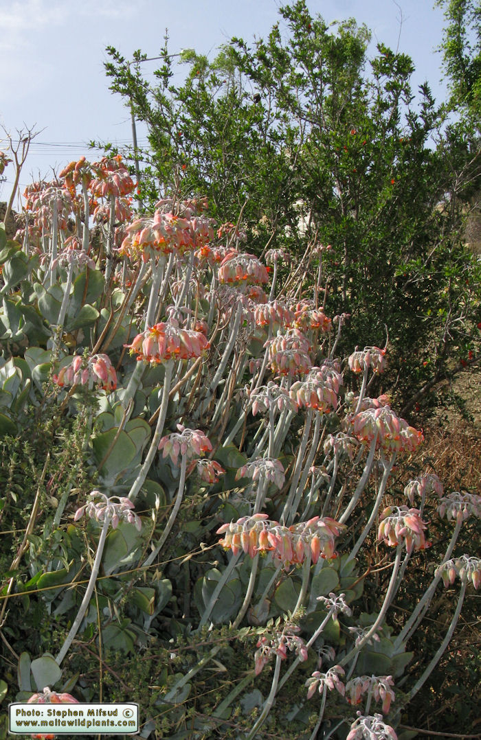 Ornamental_26.jpg