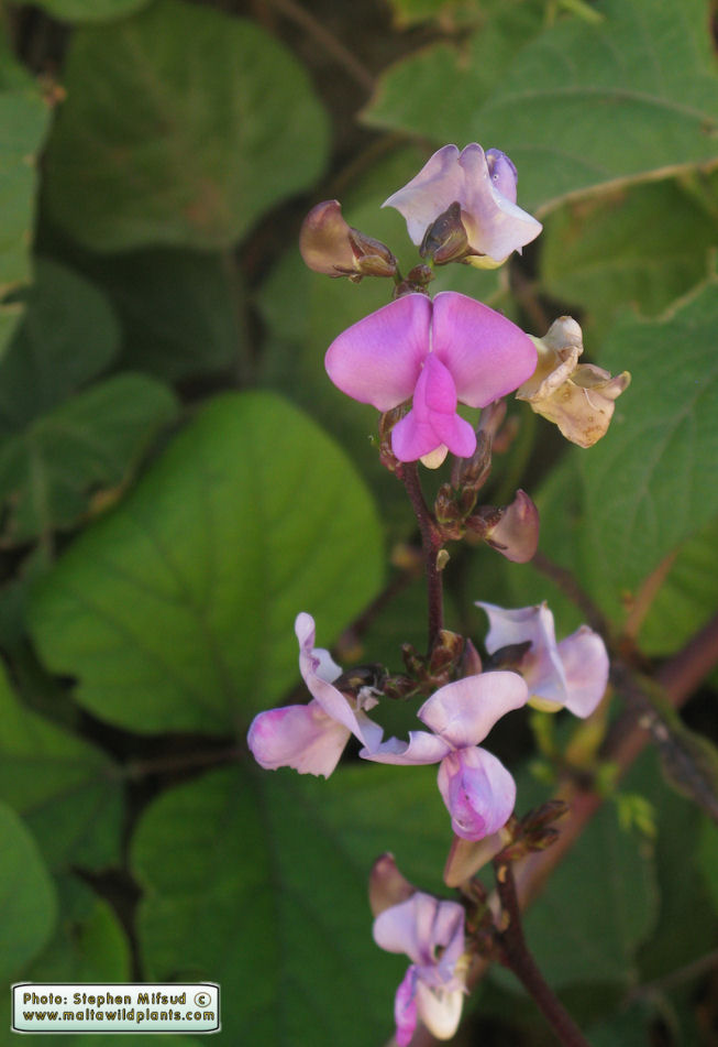 OrnamentalFabaceae3.jpg